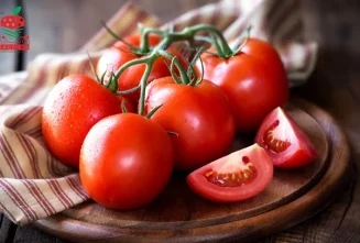 روش های کاشت نشا گوجه فرنگی