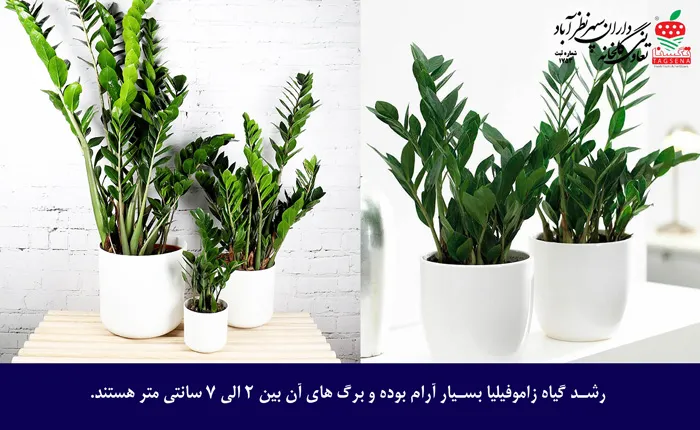 آفات و بیماری های گل زاموفیلیا