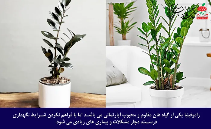 بیماری های گیاه زاموفیلیا