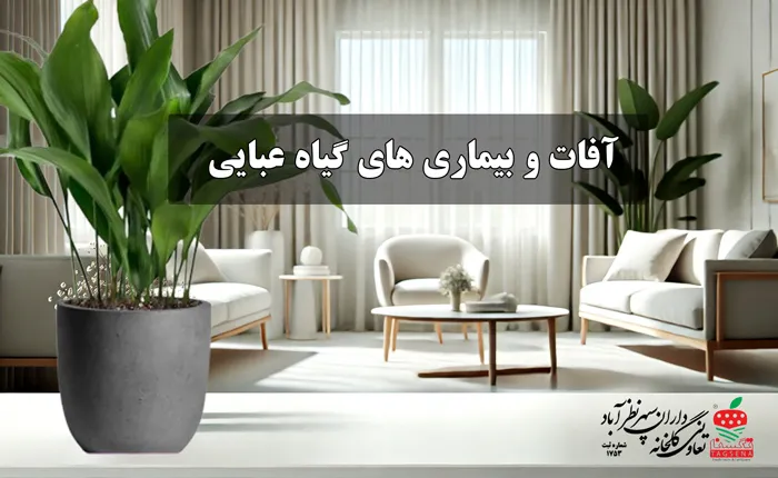 آفات و بیماری های گیاه برگ عبایی