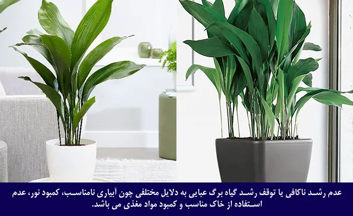 آفات گیاه برگ عبایی