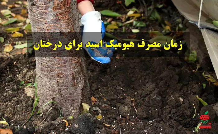 زمان مصرف هیومیک اسید برای درختان
