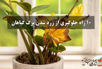10 راه جلوگیری از زرد شدن برگ گیاهان