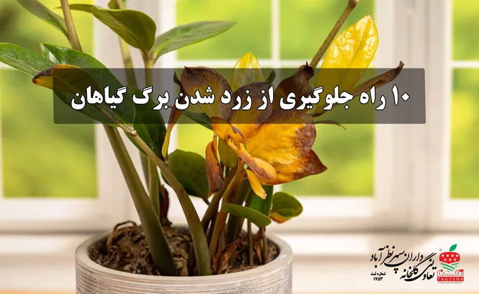 10 راه جلوگیری از زرد شدن برگ گیاهان