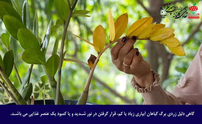 دلایل زرد شدن برگ گیاهان