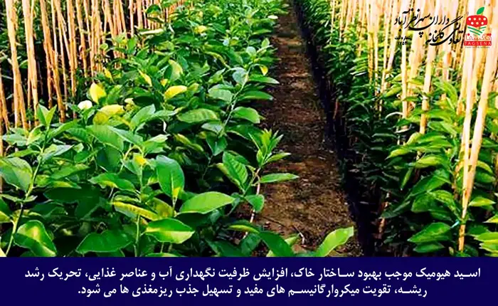 راهنمای جامع و دقیق مقدار مصرف اسید هیومیک برای هر درخت