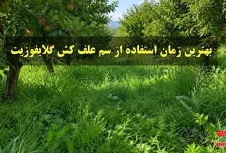 بهترین زمان استفاده از سم علف‌کش گلایفوزیت