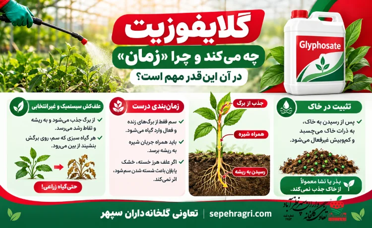 زمان استفاده از سم علفکش گلایفوزیت (رانداپ)